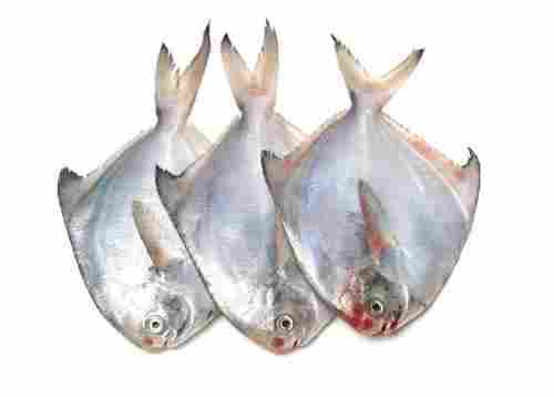 Silver Pomfret Fish (3 Pieces)