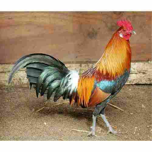Aseel Colorful Rooster Cock