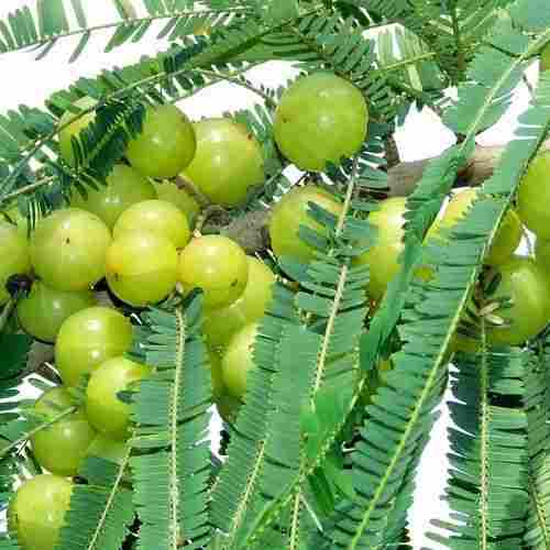 Natural Amla Tree Plant 