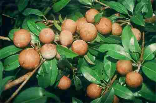 Sapota Fruit Plant (Chiku Tree)