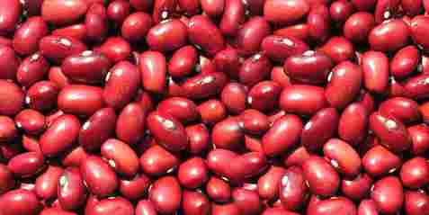 Fresh Red Rajmah Beans 