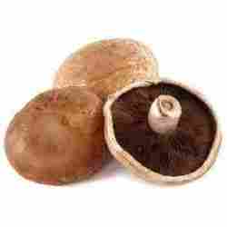 Highly Healthy Mushroom Portobello