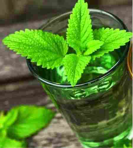 Natural Herbal Tulsi Extract