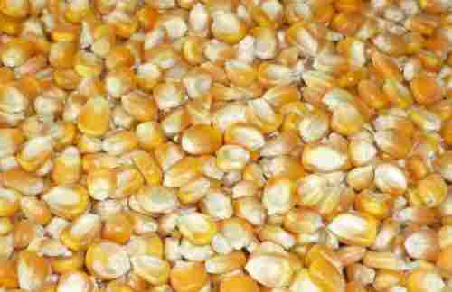 High Grade Yellow Maize 