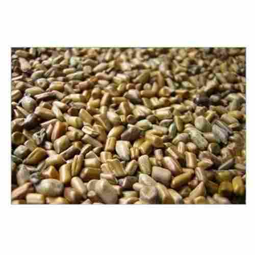 Top Quality Cassia Tora Seeds