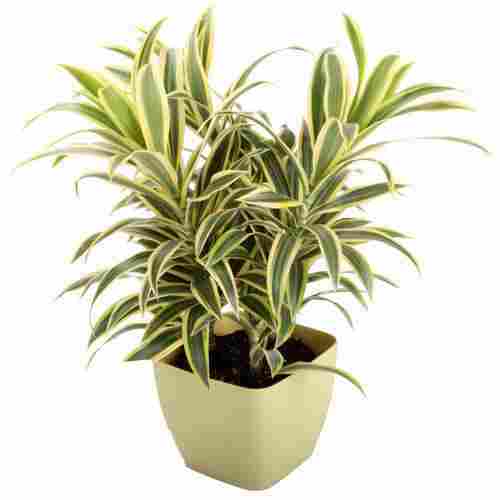 Low Price Decorative Plant