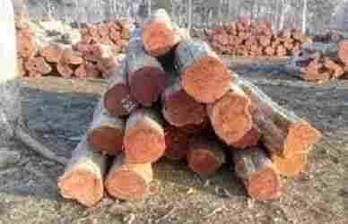 Sagwan Round Logs