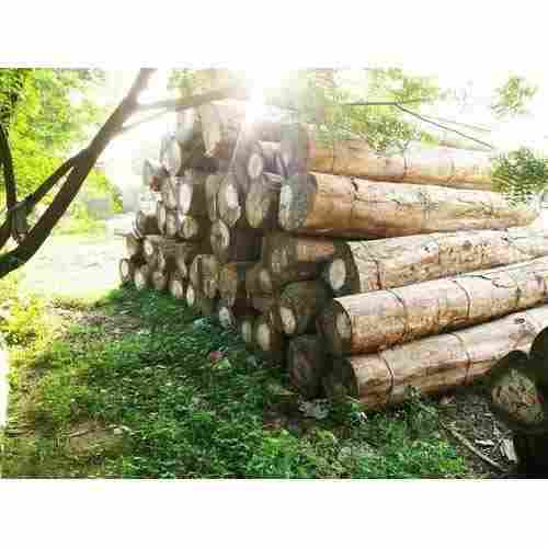 Excellent Quality Timber Wood