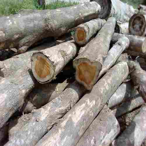 Brazil Wood Timber Log