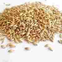 Dried Malted Barley Grain