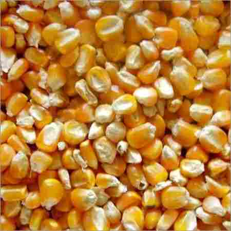 Yellow Color Maize Grain