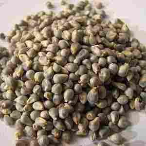 High Quality Green Millet