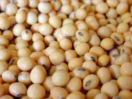 Organic Soya Bean (8.0mm)