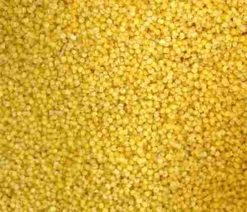 Top Grade Yellow Millet