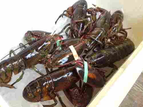Best In Taste Lobsters