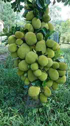 Fresh Green Jackfruit Vegetable