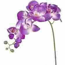 Fresh Purple Orchid Flower