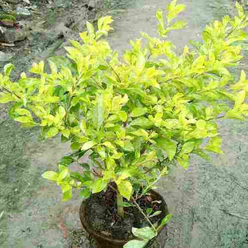 Natural Hybrid Dhulenda Plant