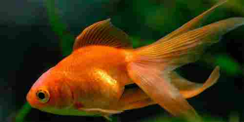 Freshwater Goldfish