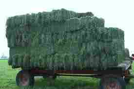 A Grade Fresh Alfalfa Hay