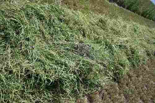 High Grade Alfalfa Hay
