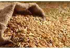Organic Pure Wheat 