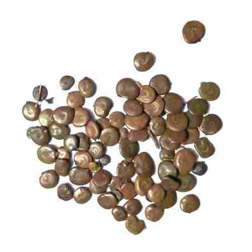 Acacia Senegal Seeds