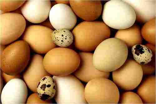 Thick And Smooth Shell Eggs