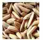 Superior Quality Barley Seeds