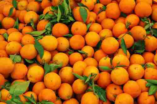 Cost Effective Fresh Orange