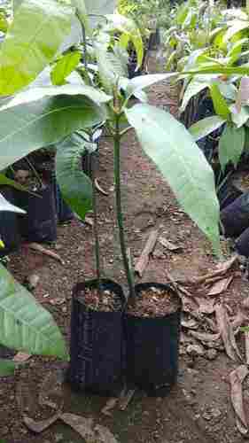 Mango Seedlings Plant