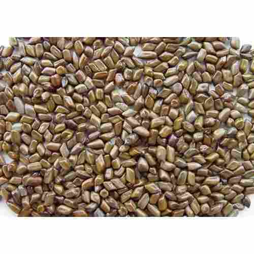 Agriculture Cassia Angustifolia Seed