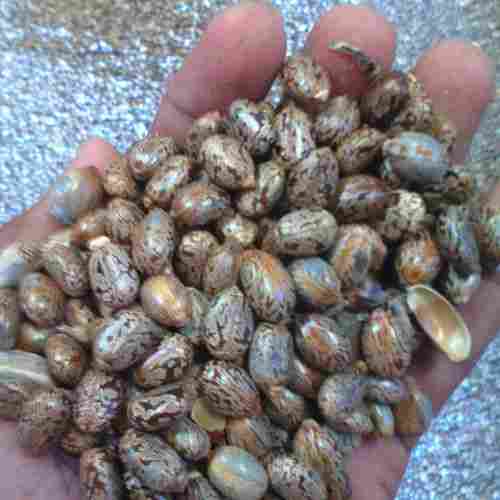 High Grade Castor Seeds