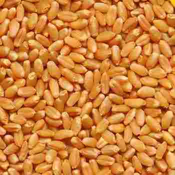 High Grade Wheat Seeds