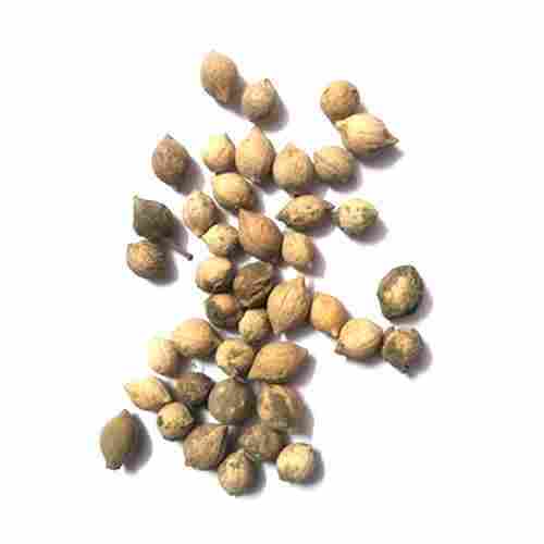 Putranjiva Roxburghii Seed
