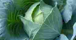 Cabbage F1- Disha Seed