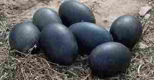 Kadaknath Black Poultry Eggs
