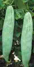 Fresh Green Snake Gourd