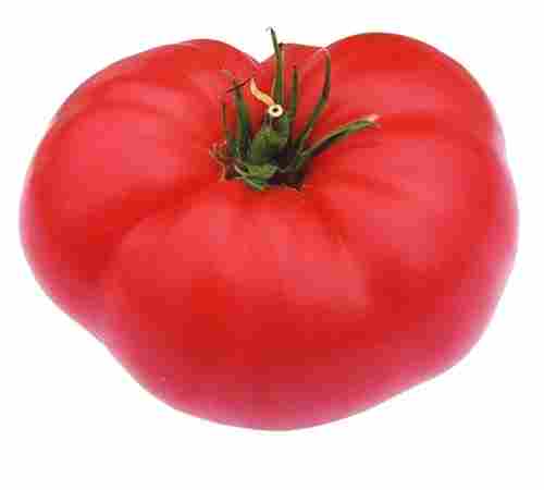 High Quality Fresh Tomato