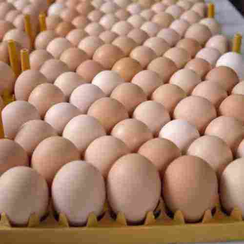Broiler Chicken Hatching Eggs