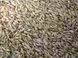 High Quality Feed Barley