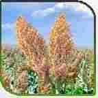 Agriculture Hybrid Jowar Seeds