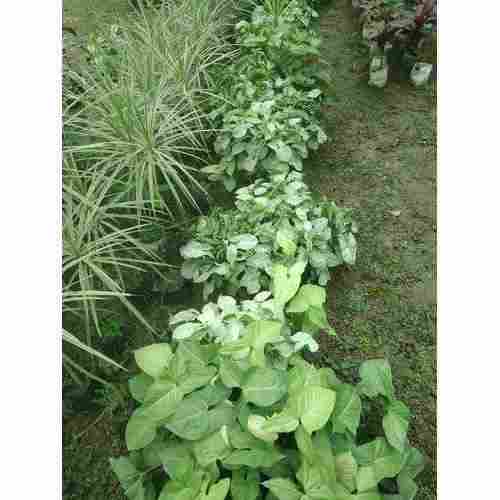 Syngonium White Plant