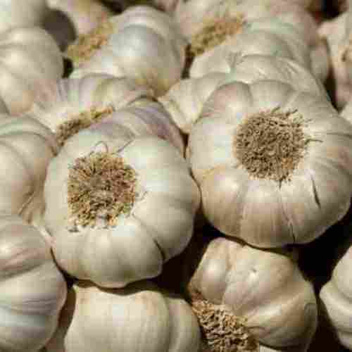 Farm Fresh Organic Garlic