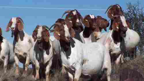 Boar And Sannen Goats