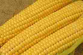 Full Nutrients Yellow Maize 