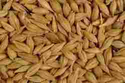 Longer Shelf Life Barley Grain