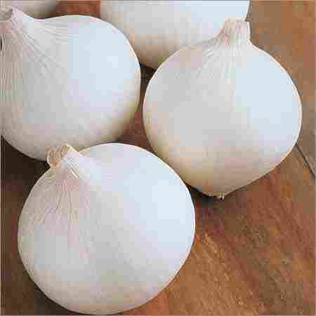 Fresh Quality White Onion