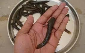 Natural Murrel Fish Seeds