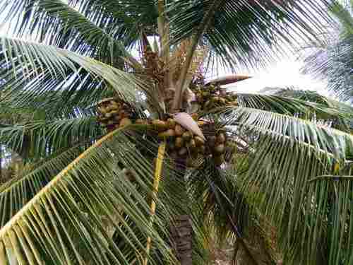 Farm Fresh Green Coconut